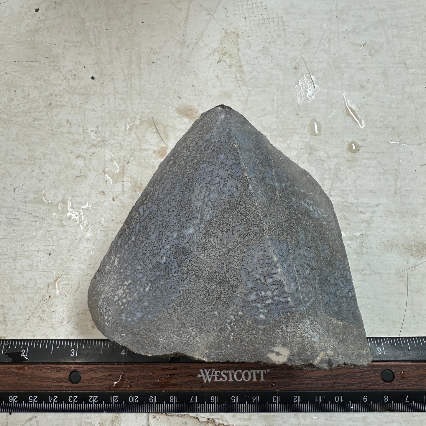 GEMBONE Dinosaur Bone Faced Rough - 2.11 Pounds