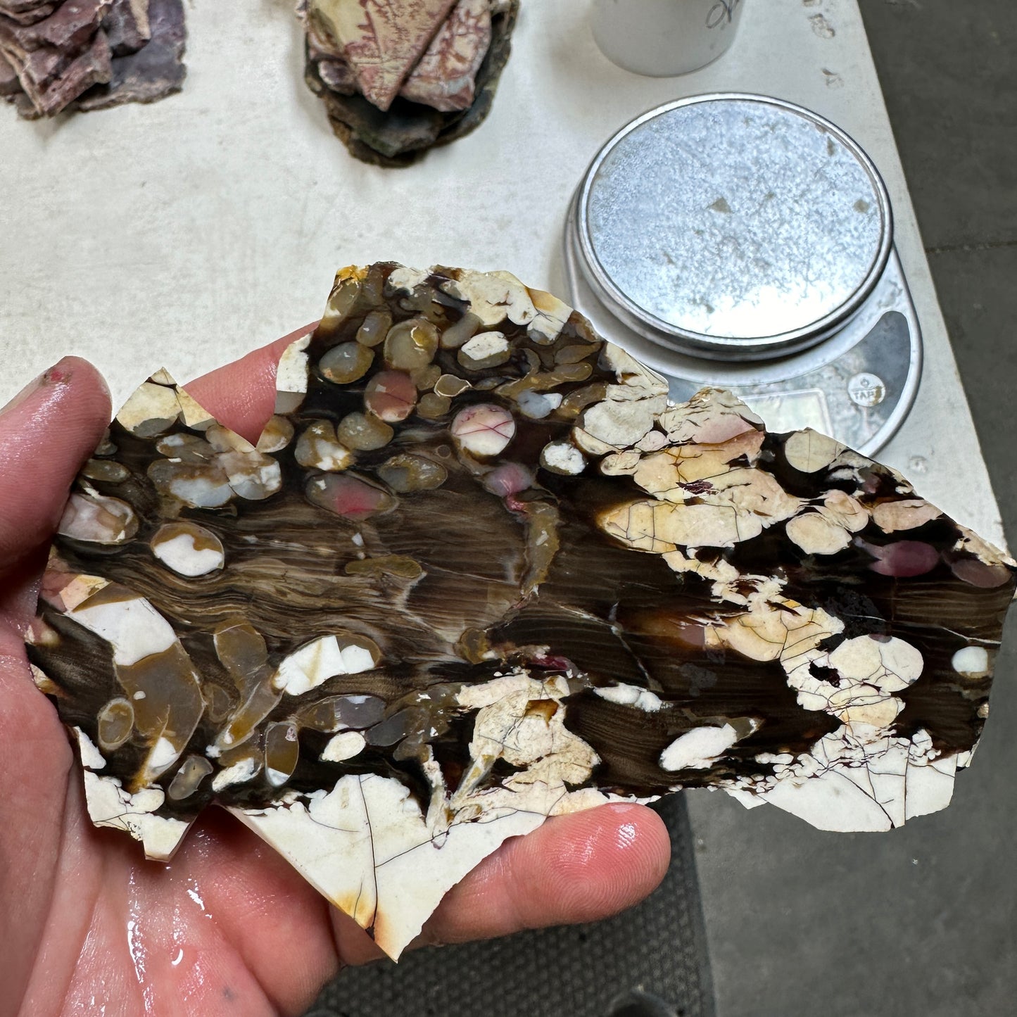 PEANUT WOOD Petrified Wood Slab - 152 grams