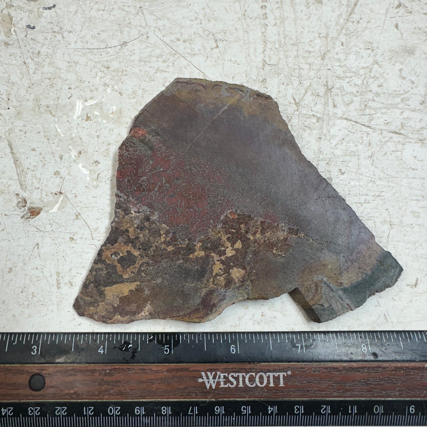 GEMBONE Dinosaur Bone Slab - 142 grams