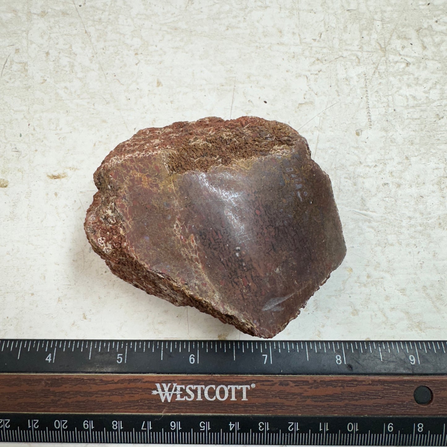 GEMBONE Dinosaur Bone Faced Rough - 0.65 Pounds