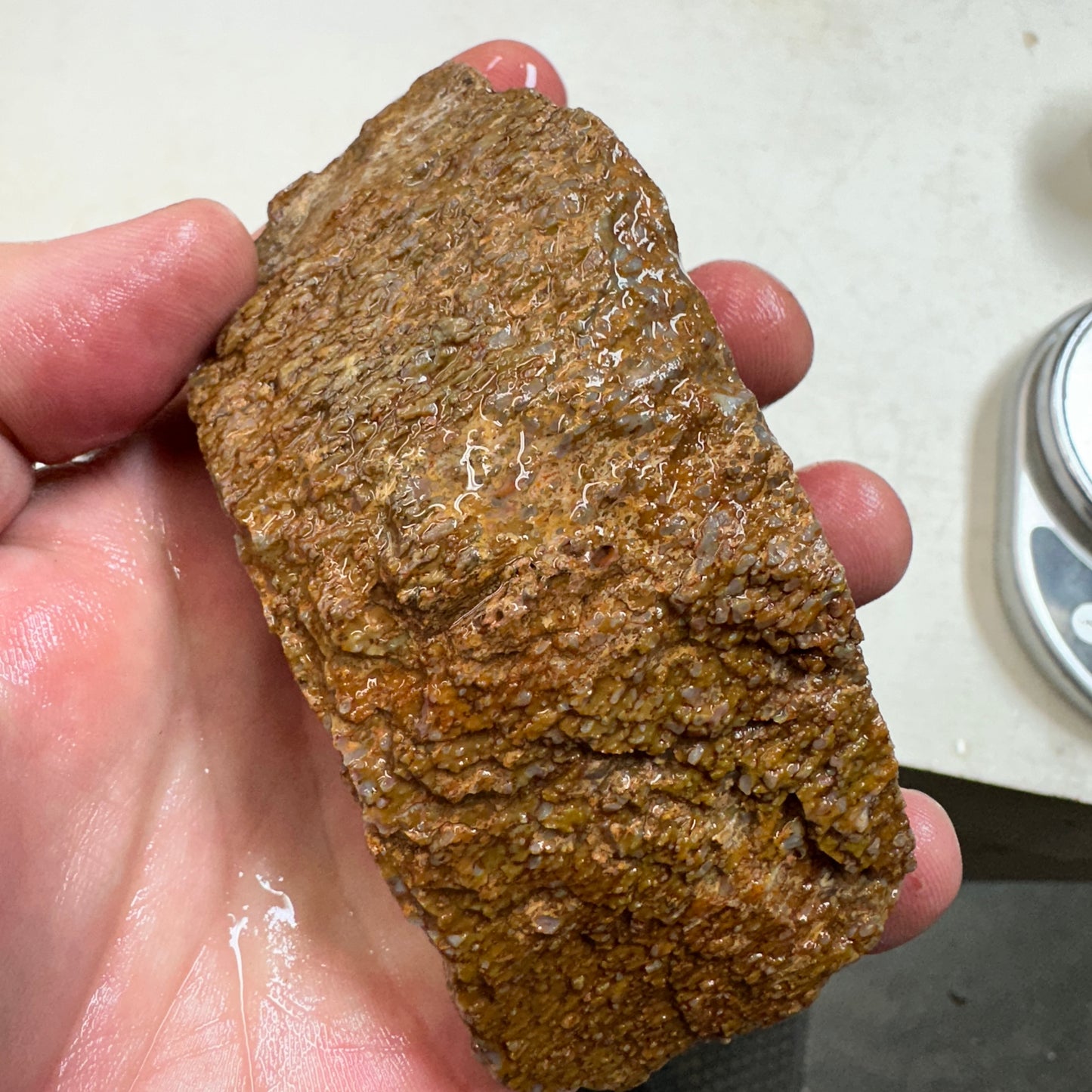 GEMBONE Dinosaur Bone Faced Rough - 14.7 ounces