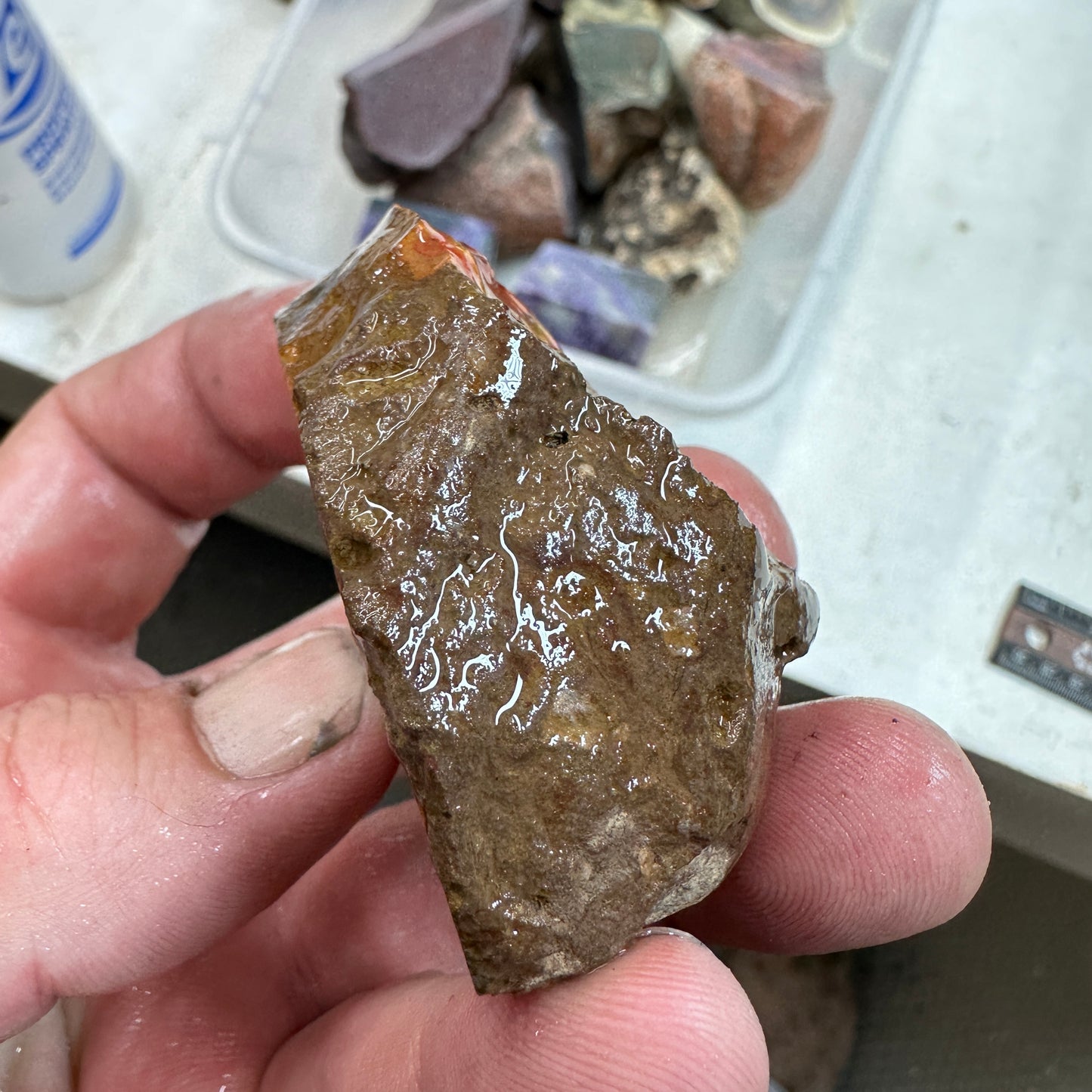 FIGHTING BLOOD AGATE Rough - 0.29 Pounds