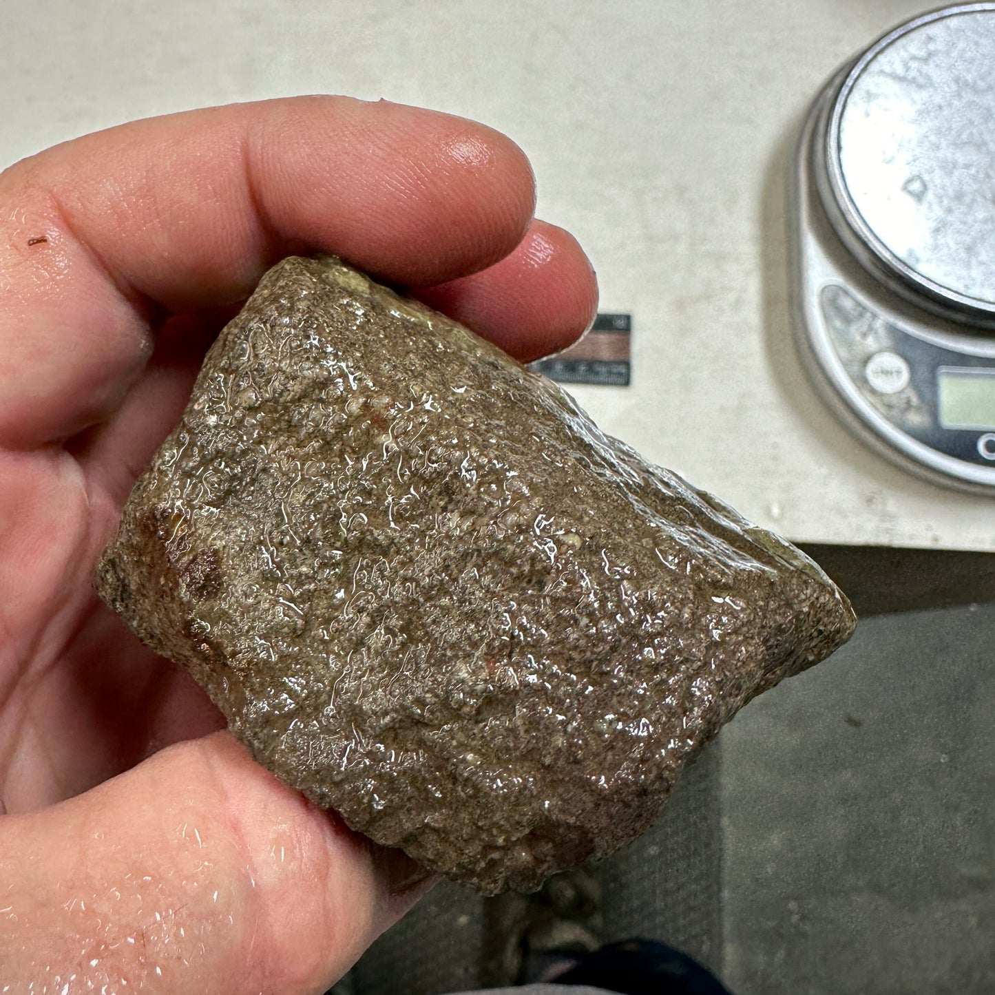 GEMBONE Dinosaur Bone Faced Rough - 9.8 ounces