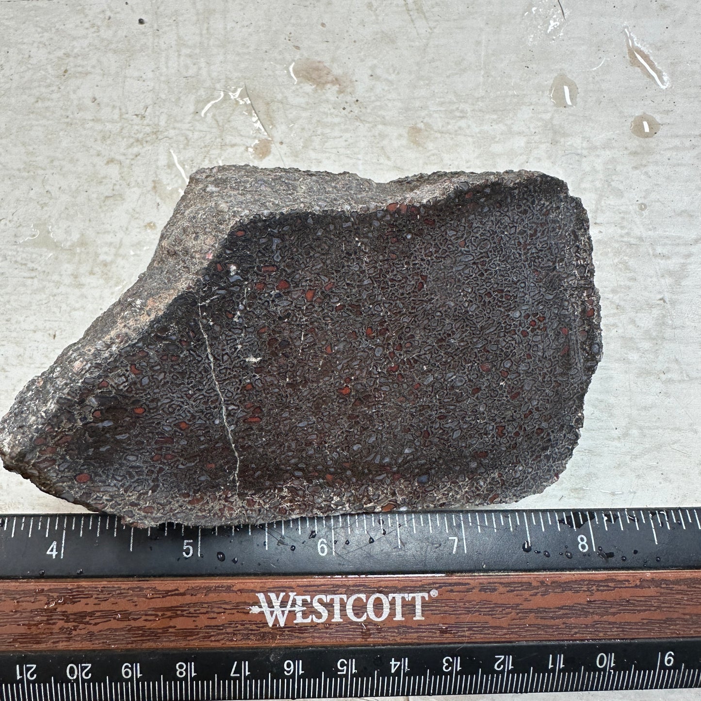 GEMBONE Dinosaur Bone Faced Rough - 2.01 Pounds