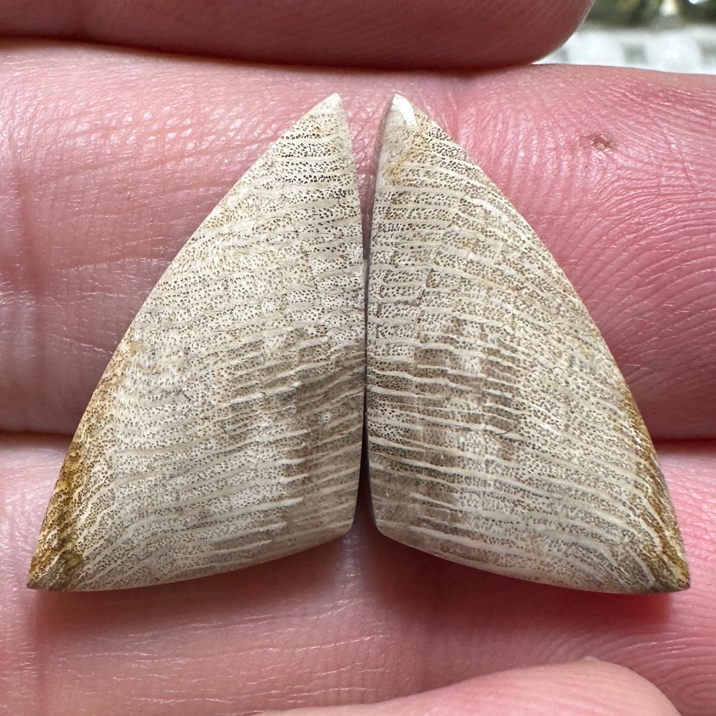 PETRIFIED WOOD cabochon pair