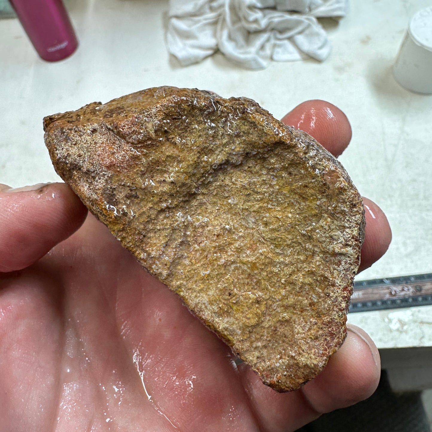 GEMBONE Dinosaur Bone Faced Rough - 0.86 Pounds