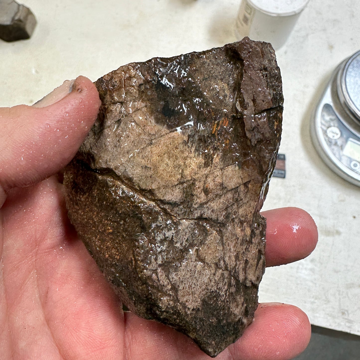 GEMBONE Dinosaur Bone Faced Rough - 0.61 Pounds