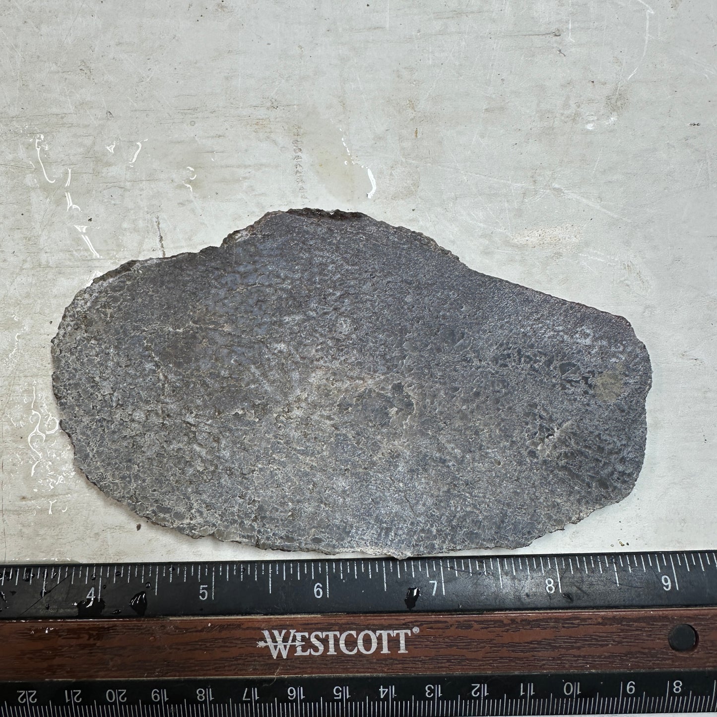 GEMBONE Dinosaur Bone Slab - 103 grams