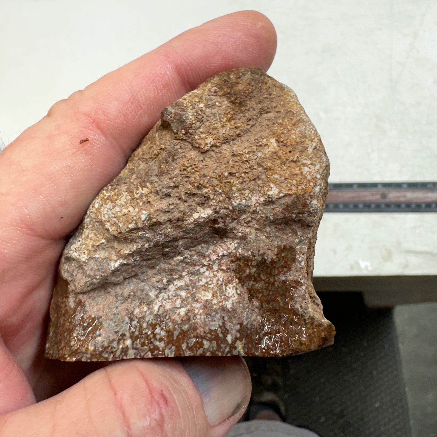 GEMBONE Dinosaur Bone Faced Rough - 10.3 ounces