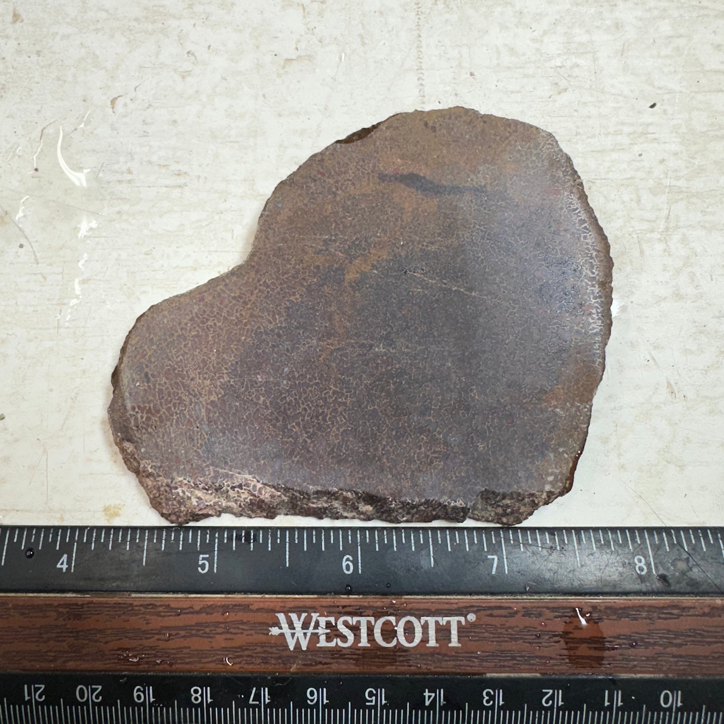 GEMBONE Dinosaur Bone Slab - 95 grams