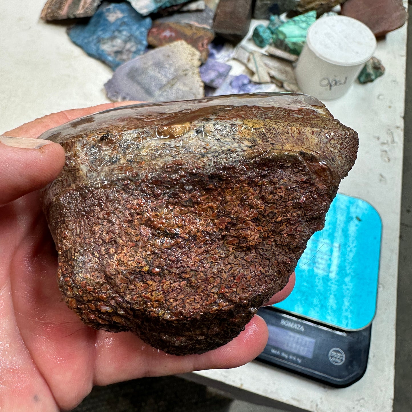 GEMBONE Dinosaur Bone Faced Rough - 1.40 Pounds