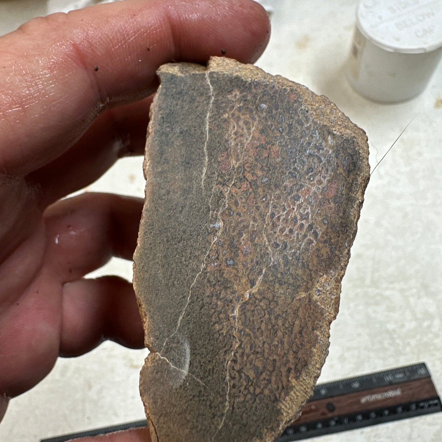 GEMBONE Dinosaur Bone Faced Rough - 0.66 Pounds