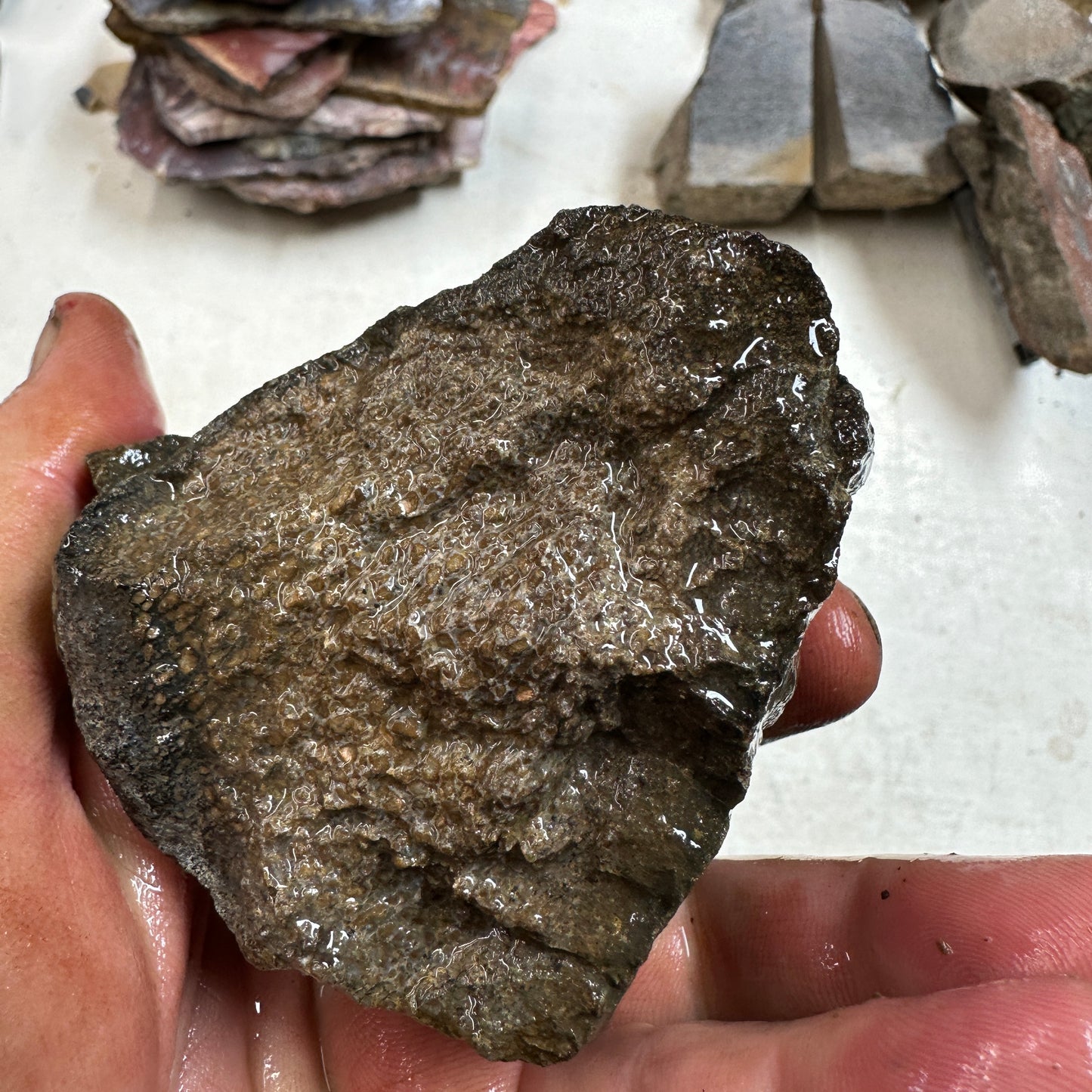 GEMBONE Dinosaur Bone Faced Rough - 1.16 Pounds