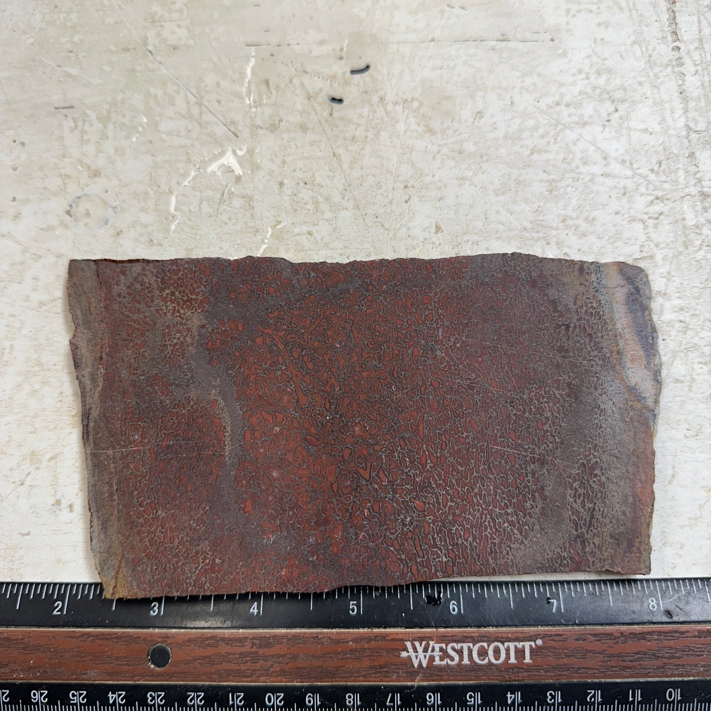 GEMBONE Dinosaur Bone Slab - 229 grams