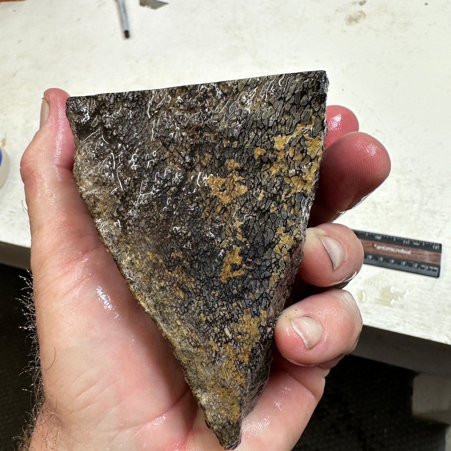 GEMBONE Dinosaur Bone Faced Rough - 1.91 Pounds