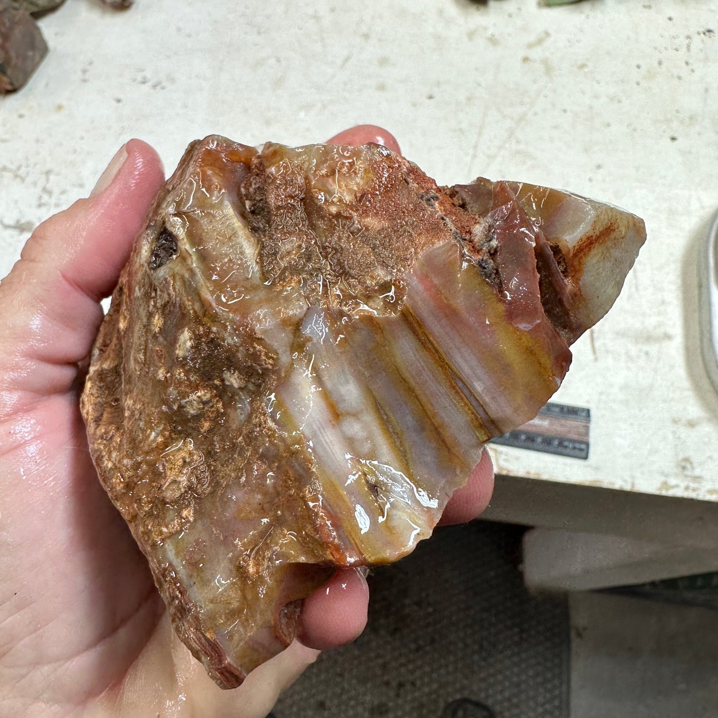 SUMATRAN FLAME SAGENITE AGATE Rough - 1.49 pounds