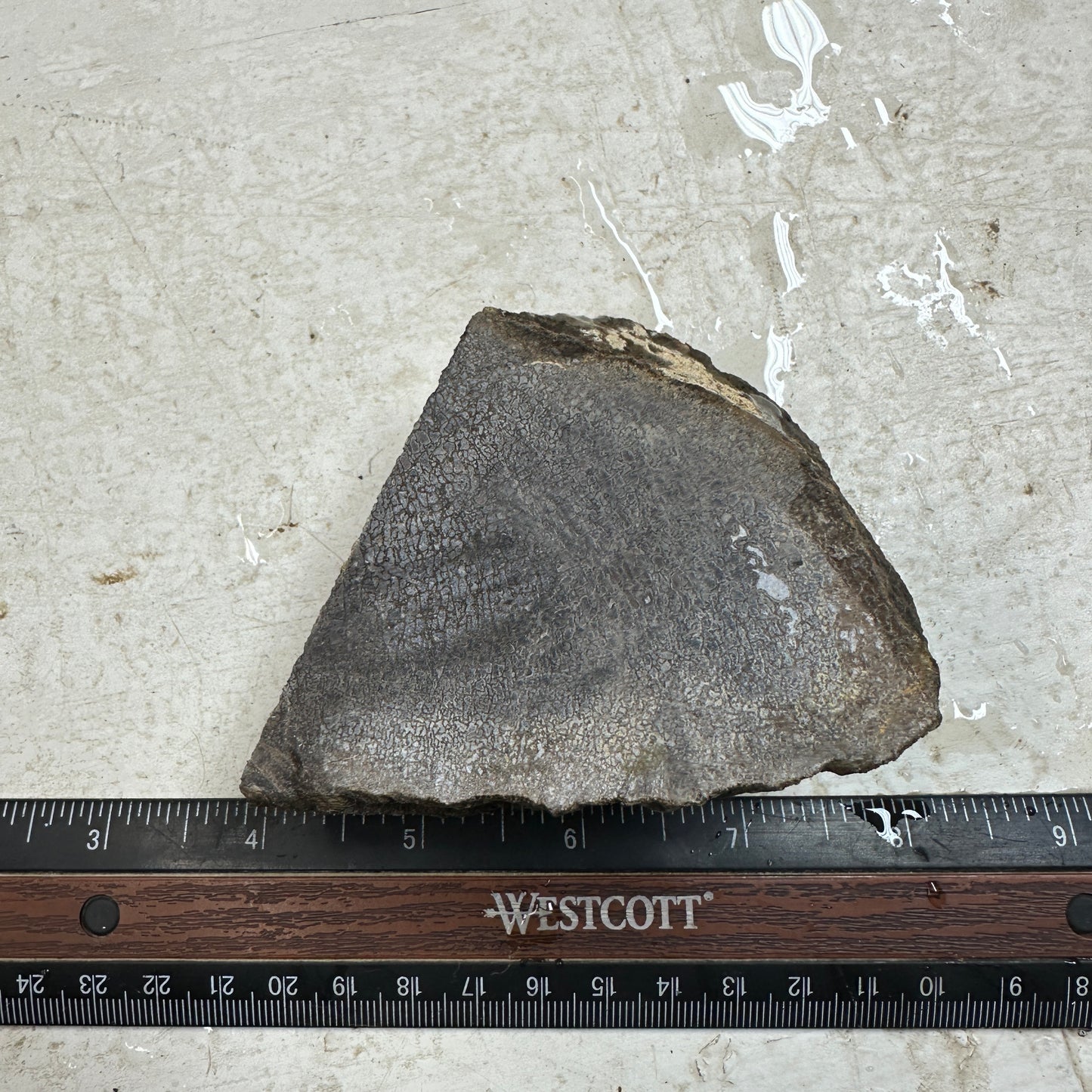 GEMBONE Dinosaur Bone Faced Rough - 0.93 Pounds