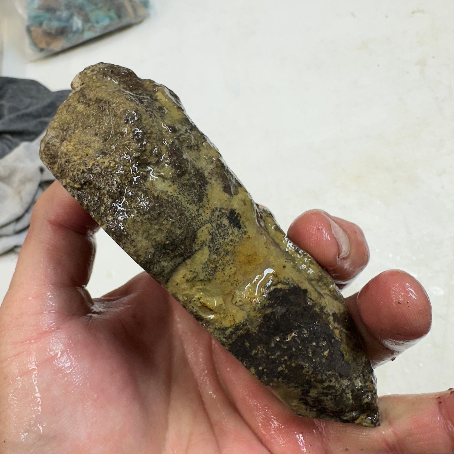 GEMBONE Dinosaur Bone Faced Rough - 1.10 Pounds