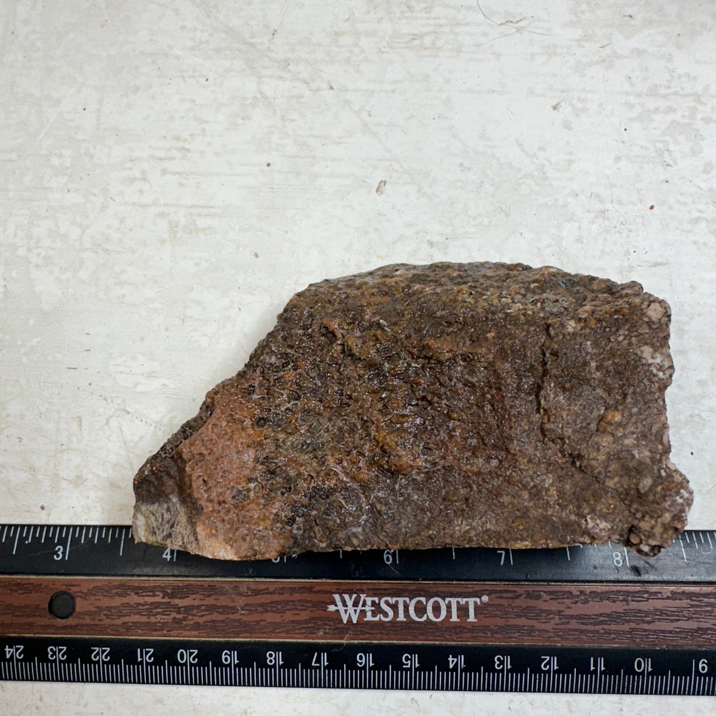 GEMBONE Dinosaur Bone Faced Rough - 0.70 Pounds