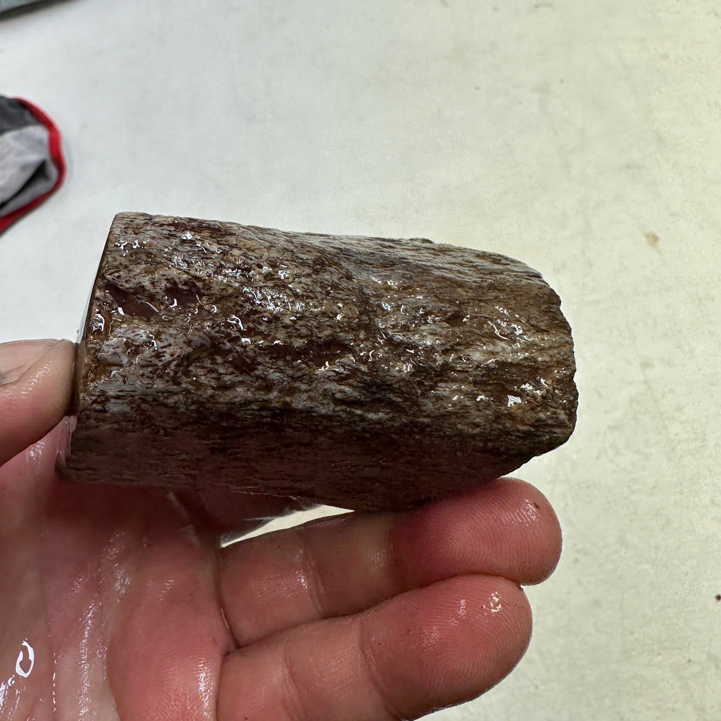 GEMBONE Dinosaur Bone Faced Rough - 0.98 Pounds