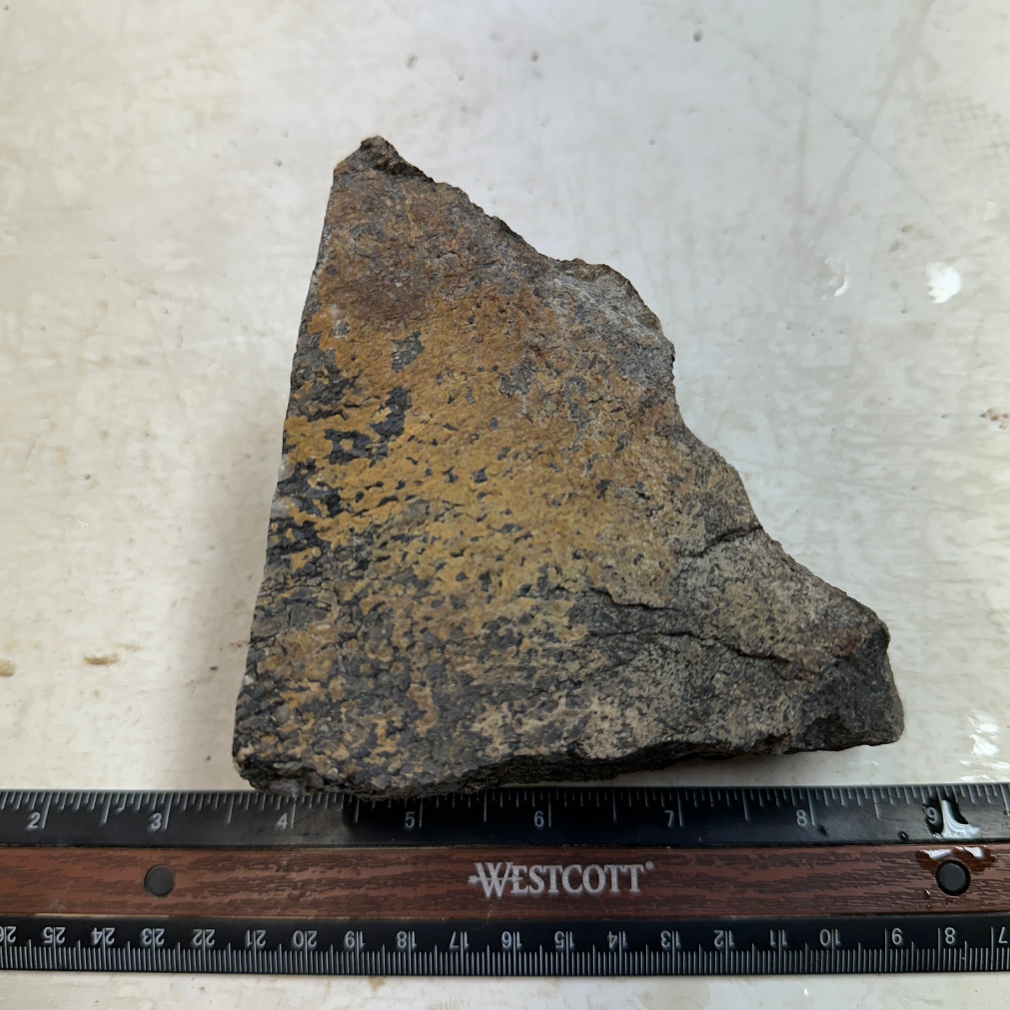 GEMBONE Dinosaur Bone Faced Rough - 1.91 Pounds