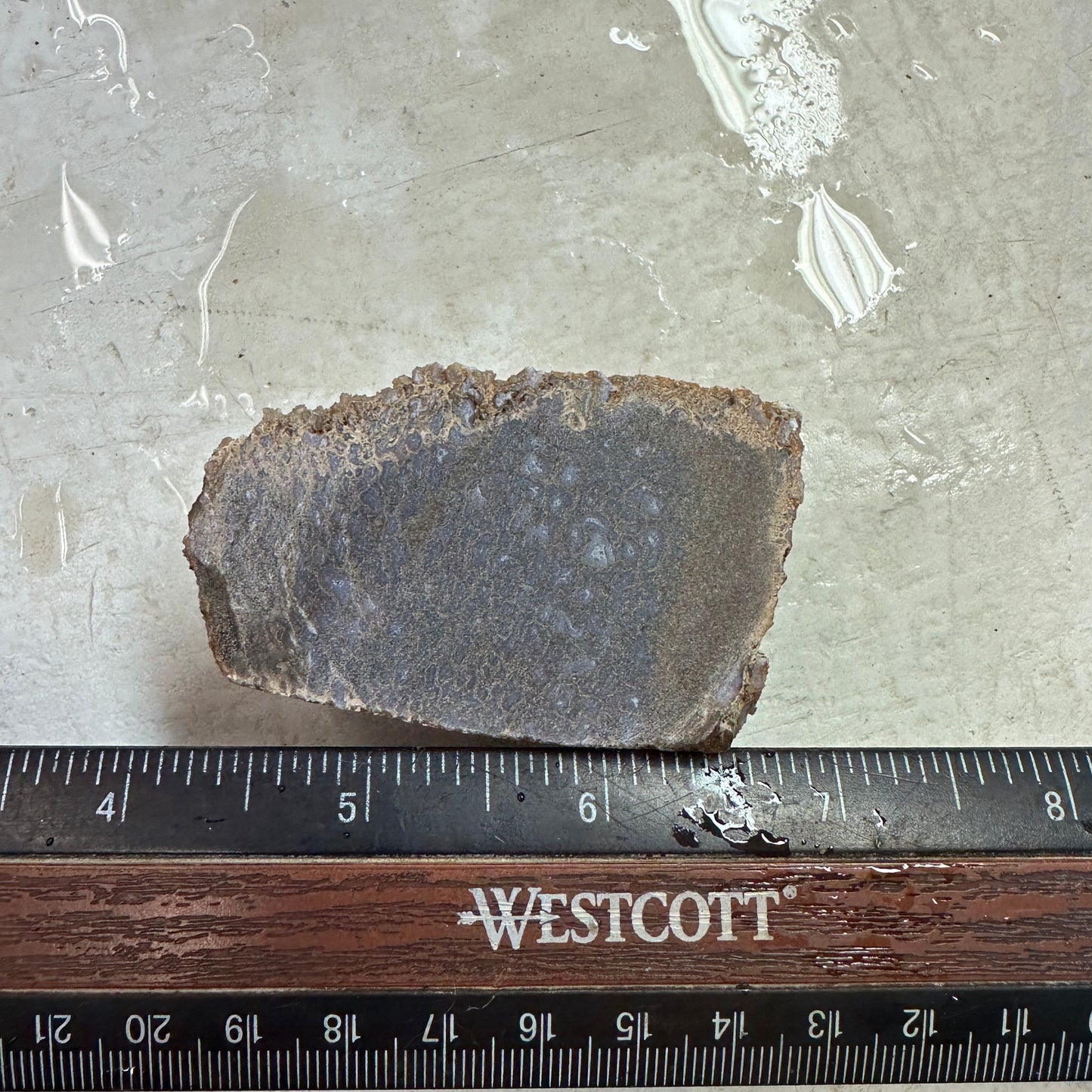 GEMBONE Dinosaur Bone Faced Rough - 0.54 Pounds