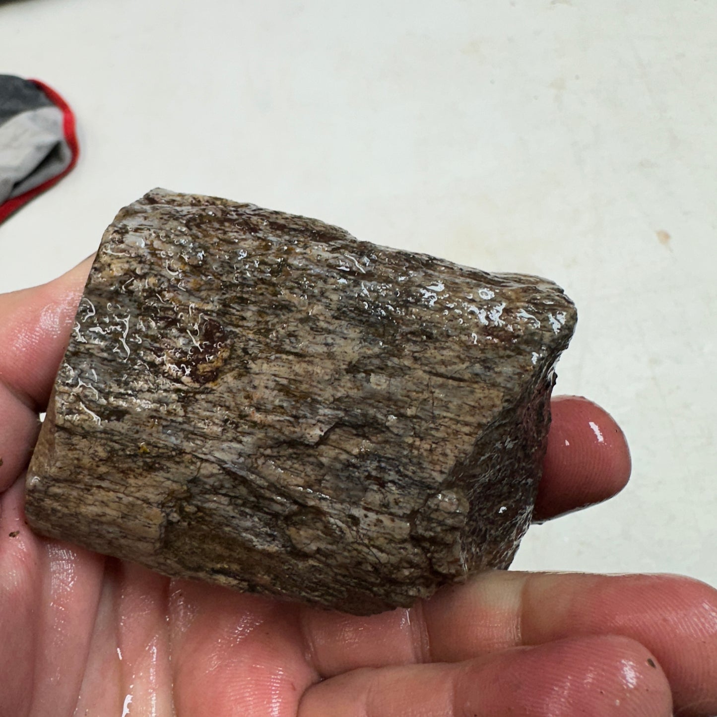 GEMBONE Dinosaur Bone Faced Rough - 0.98 Pounds