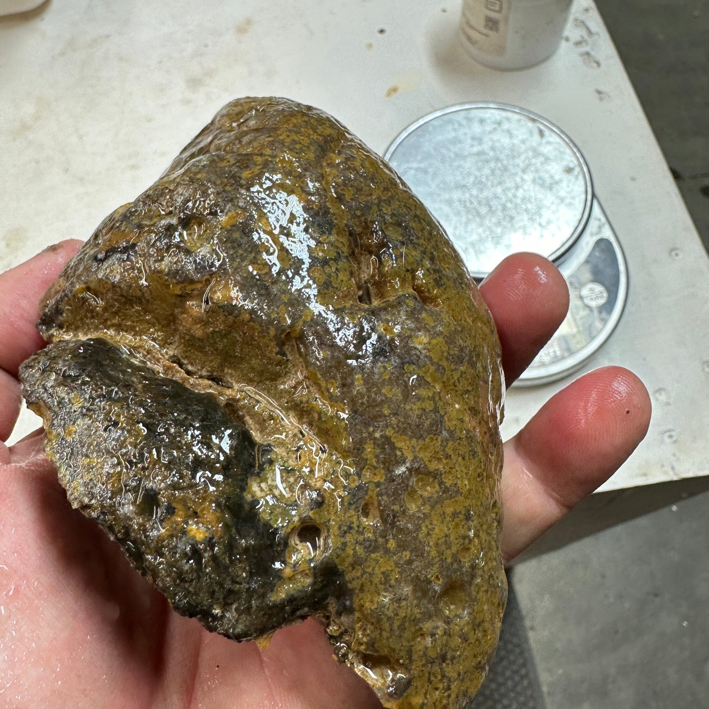 EAST TIMOR AGATE Faced Rough - 1.75 Pounds