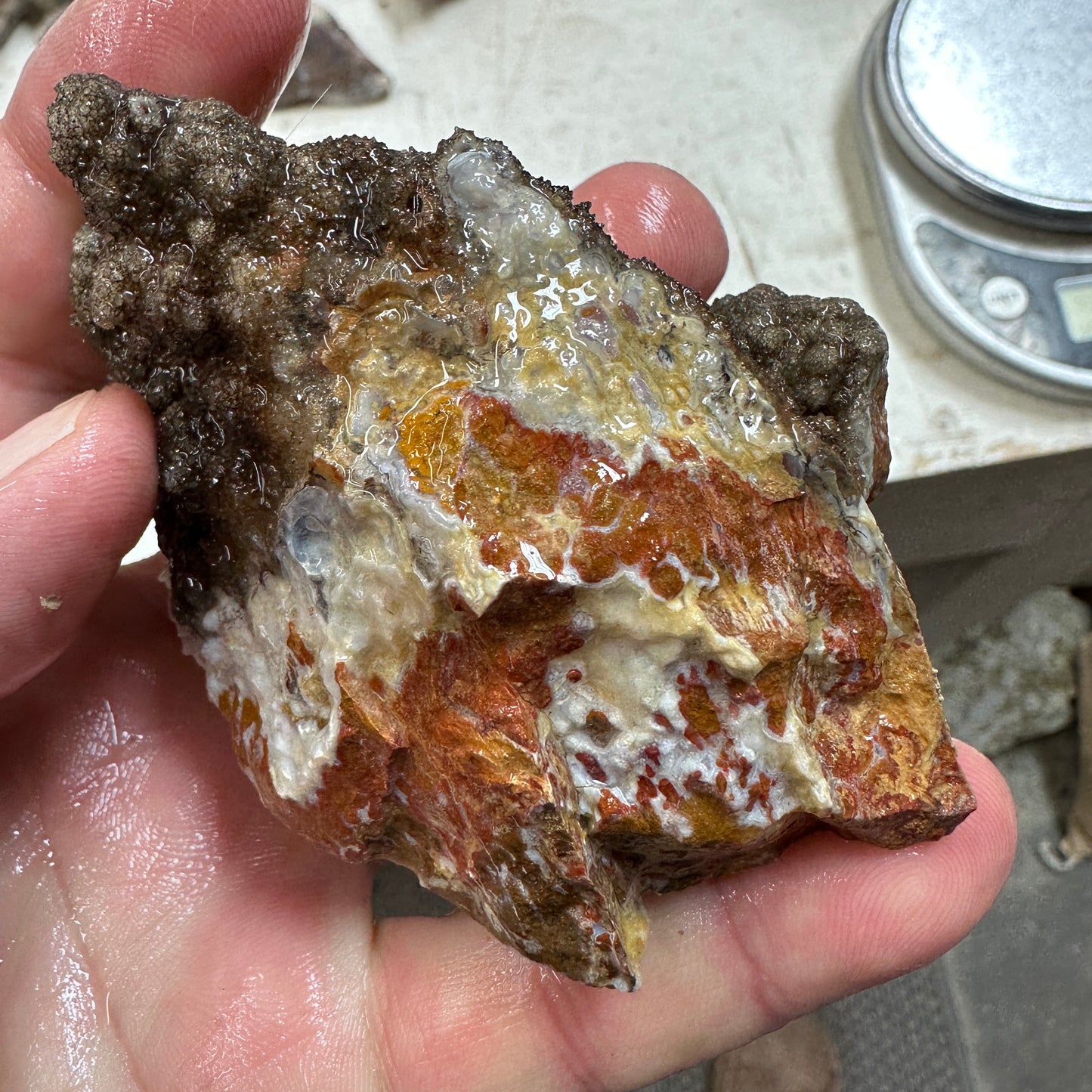 WINGATE PASS PLUME AGATE Windowed Rough - 0.62 Pounds