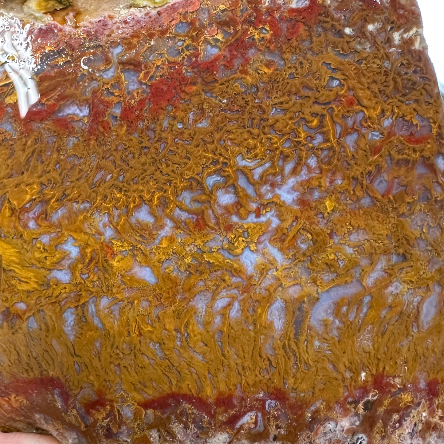 WINGATE PASS PLUME AGATE Windowed Rough - 0.94 Pounds