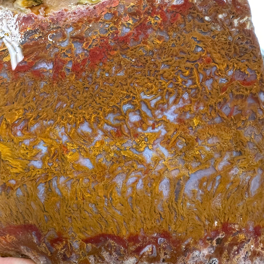 WINGATE PASS PLUME AGATE Windowed Rough - 0.94 Pounds