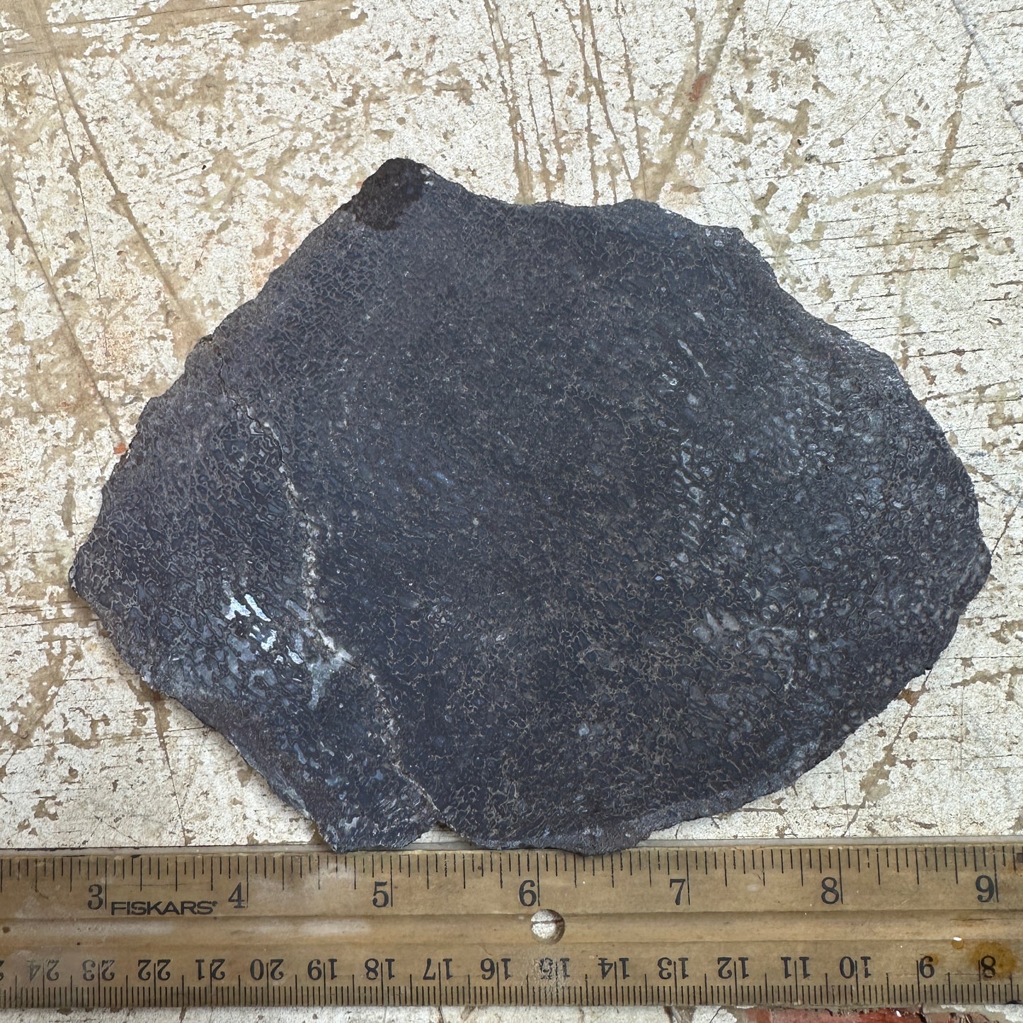 GEMBONE Dinosaur Bone Slab - 246 grams