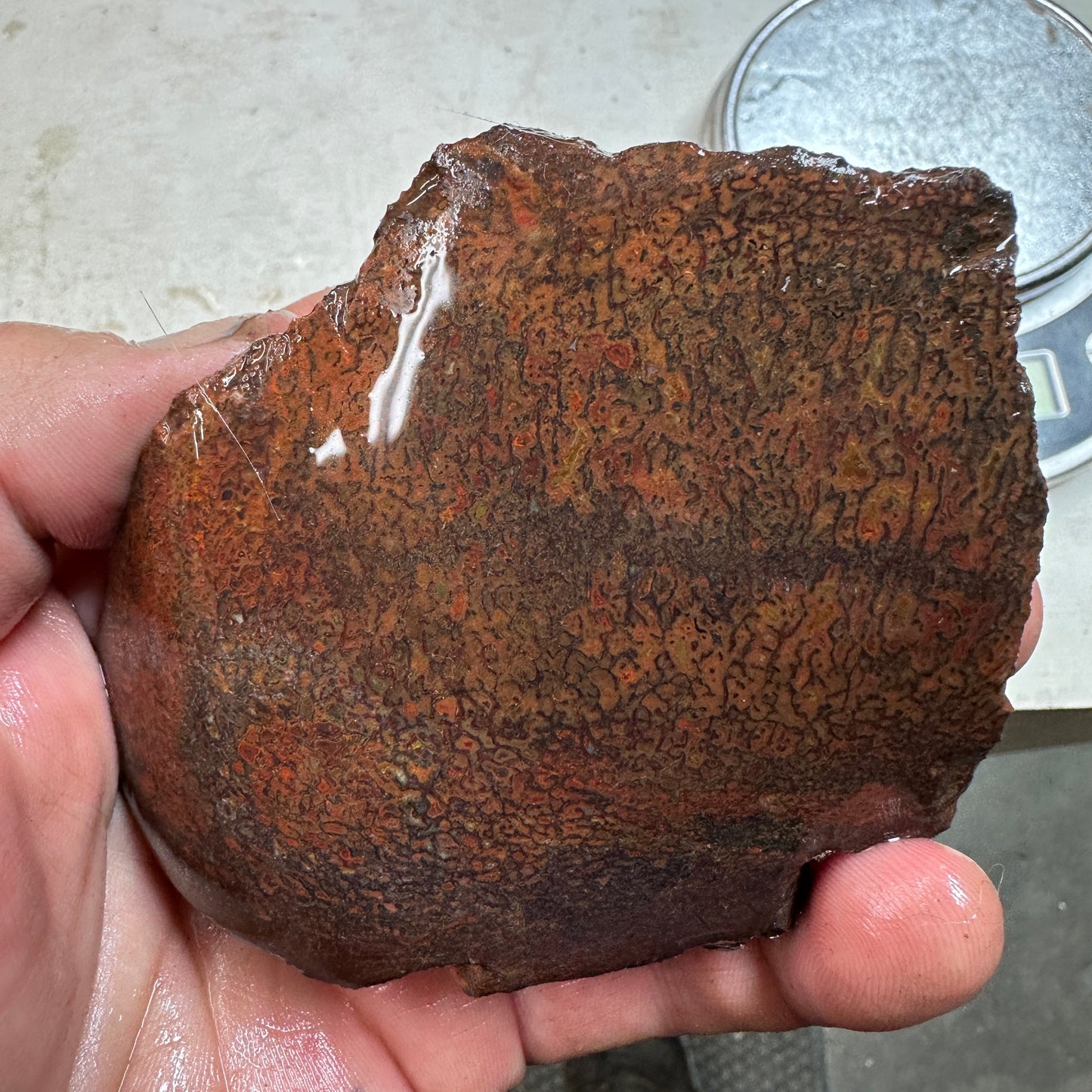 GEMBONE Dinosaur Bone Faced Rough - 0.82 Pounds