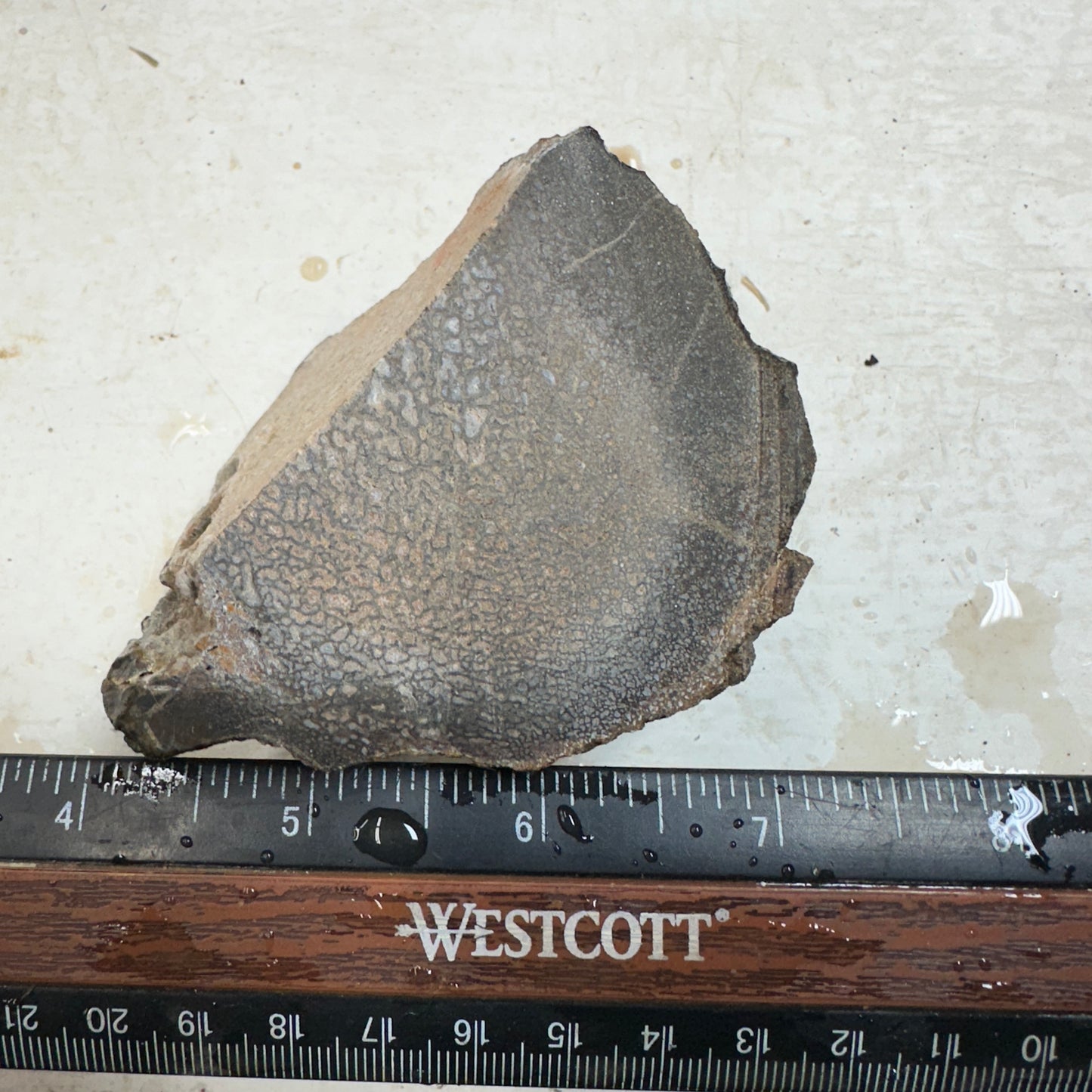 GEMBONE Dinosaur Bone Faced Rough - 1.16 Pounds