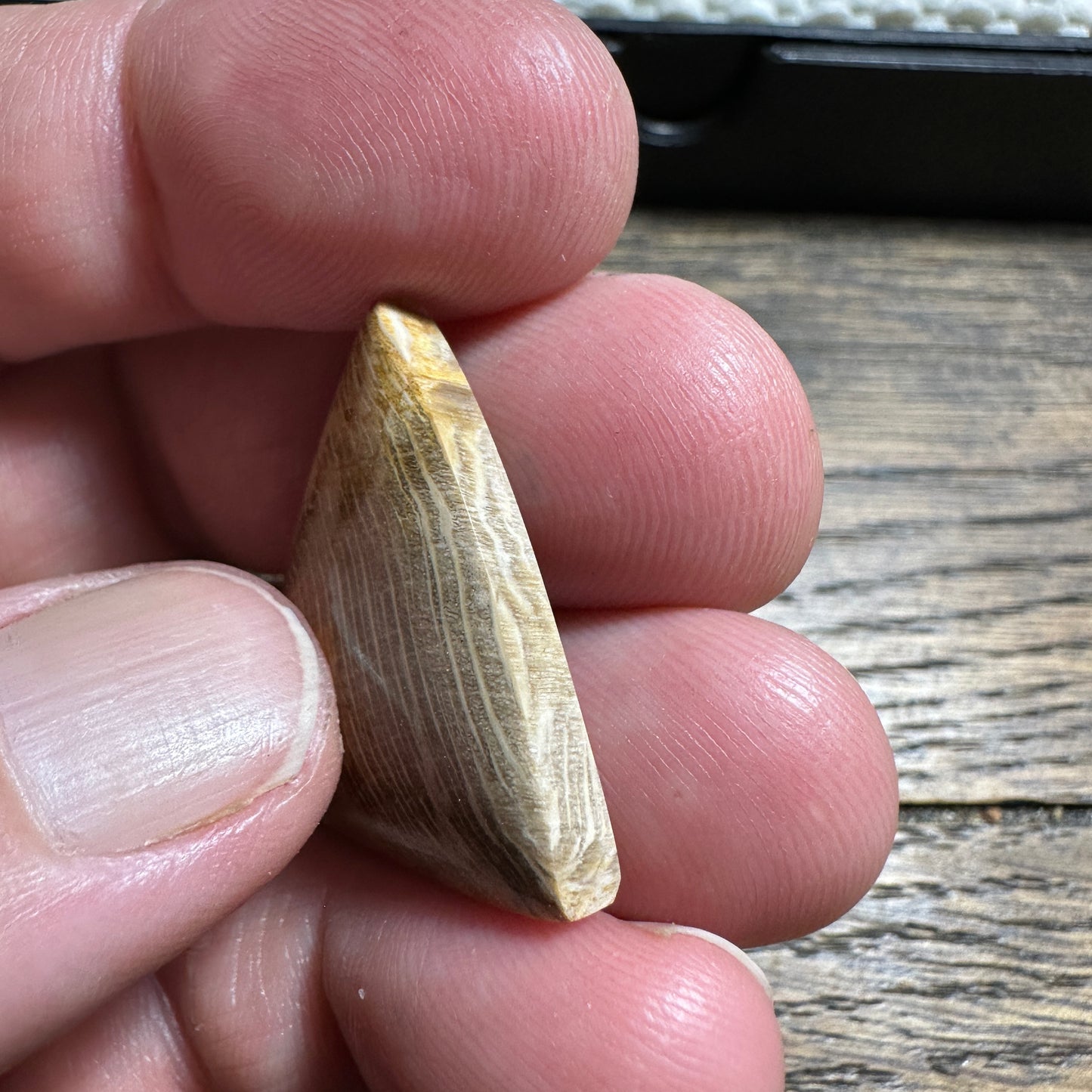 PETRIFIED WOOD cabochon