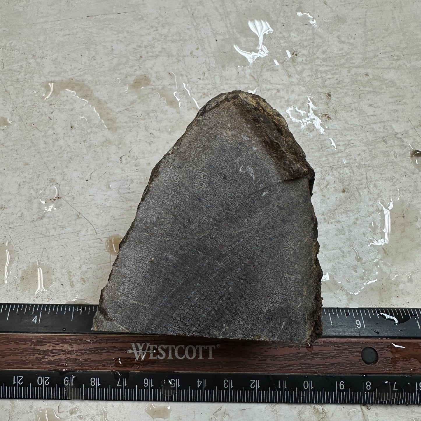 GEMBONE Dinosaur Bone Faced Rough - 0.83 Pounds