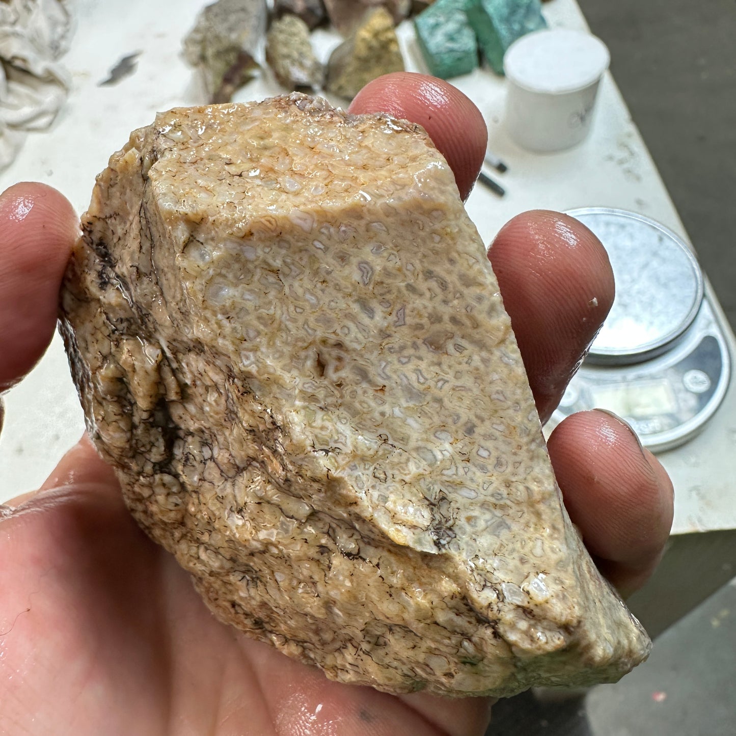 GEMBONE Dinosaur Bone Faced Rough - 0.89 Pounds