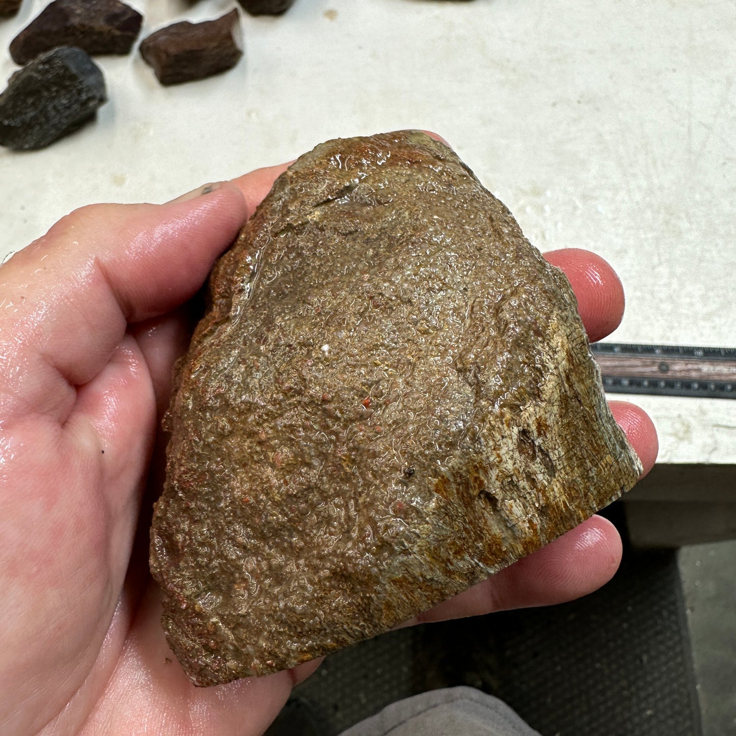 GEMBONE Dinosaur Bone Faced Rough - 19.7 ounces