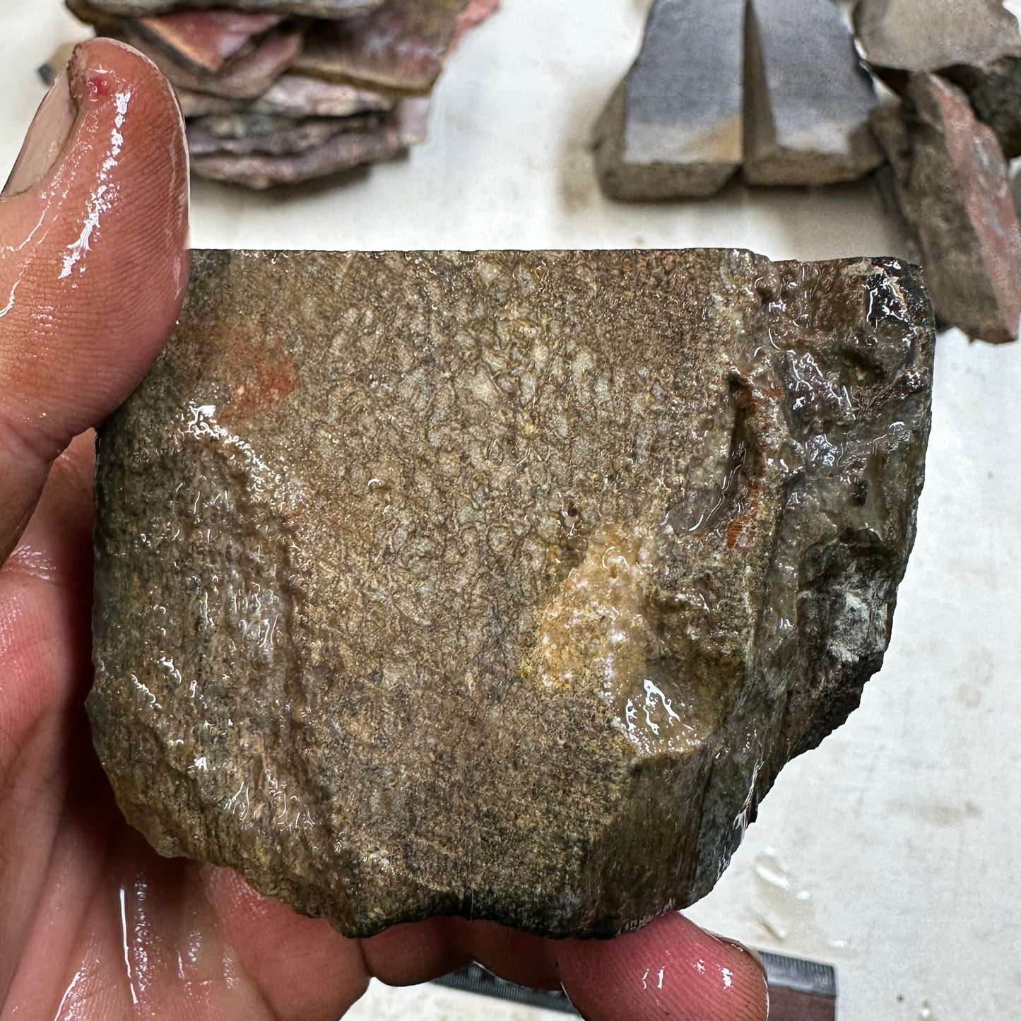 GEMBONE Dinosaur Bone Faced Rough - 1.16 Pounds