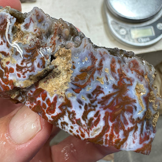 WINGATE PASS PLUME AGATE Windowed Rough - 0.68 Pounds