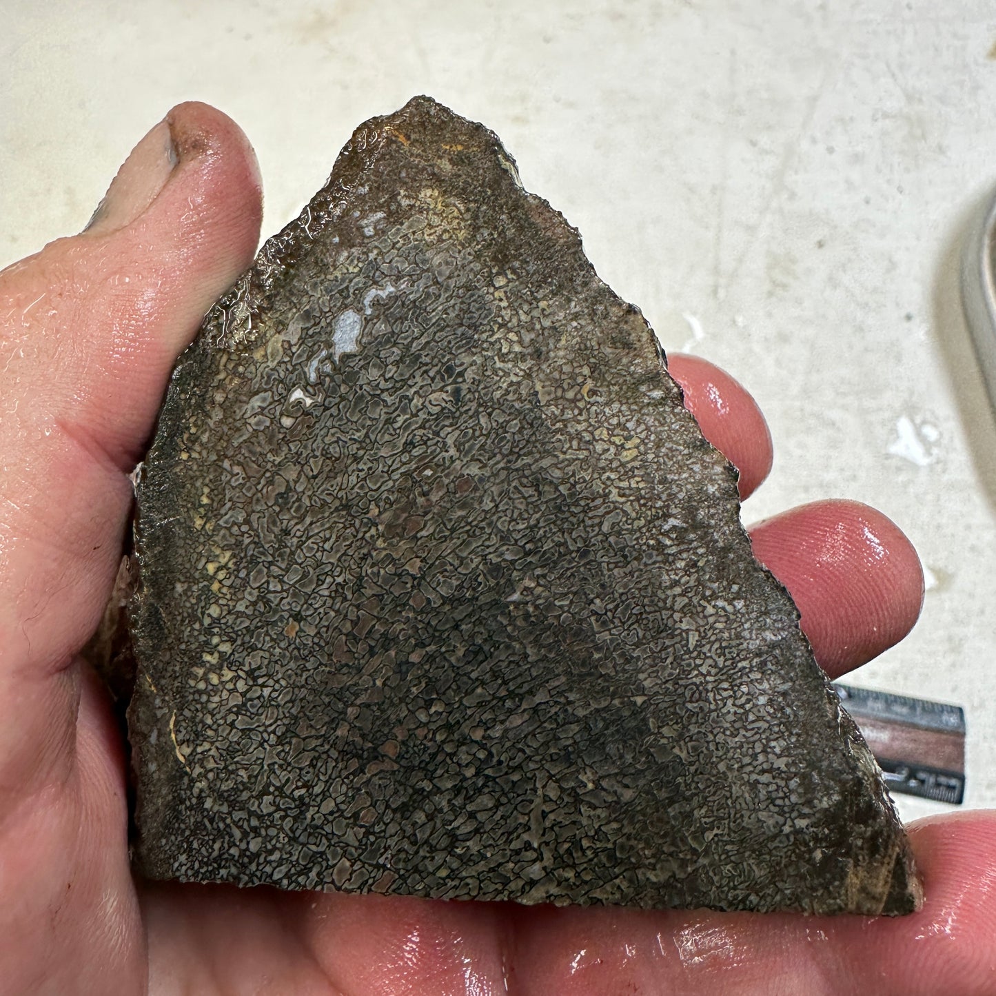 GEMBONE Dinosaur Bone Faced Rough - 0.93 Pounds