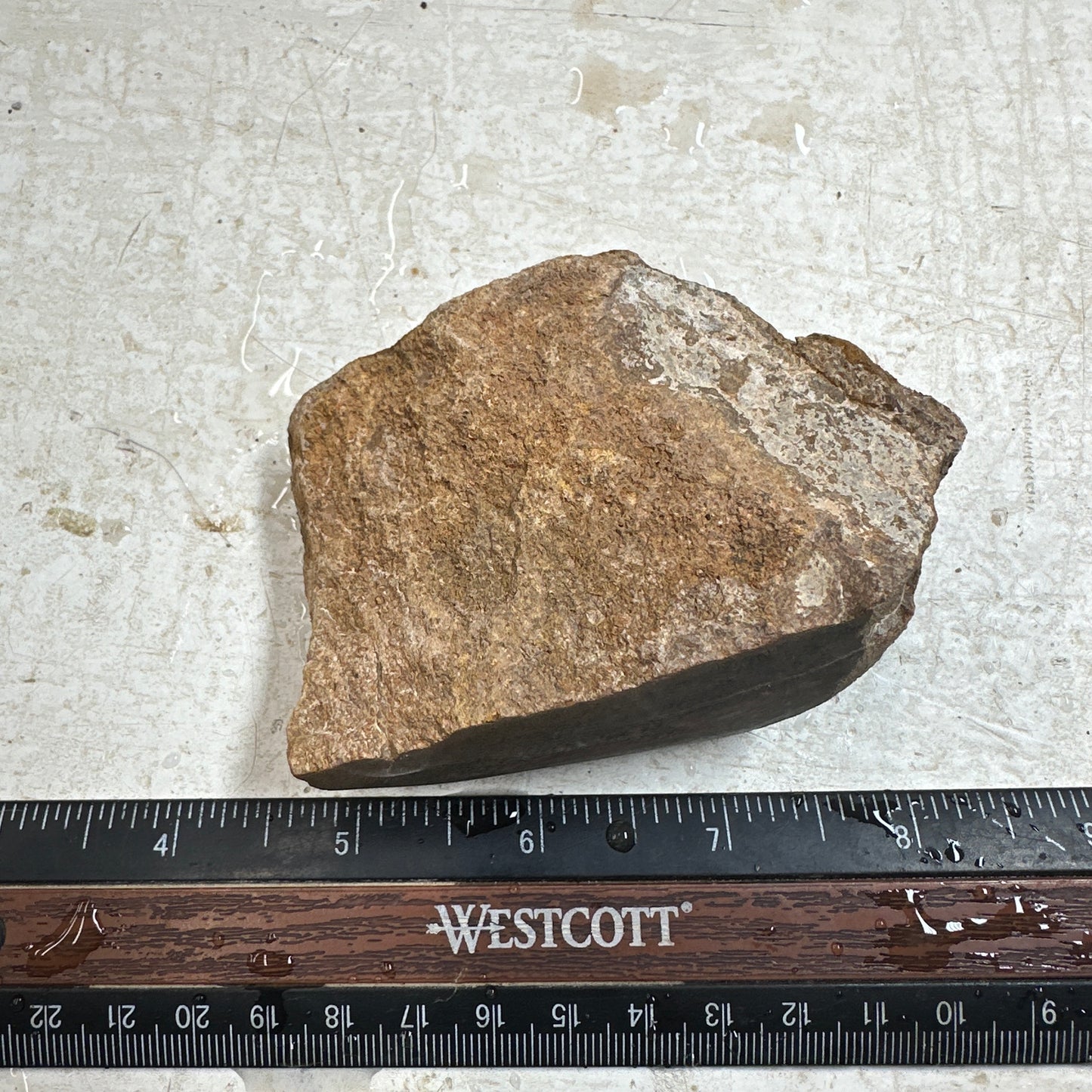 GEMBONE Dinosaur Bone Faced Rough - 0.66 Pounds