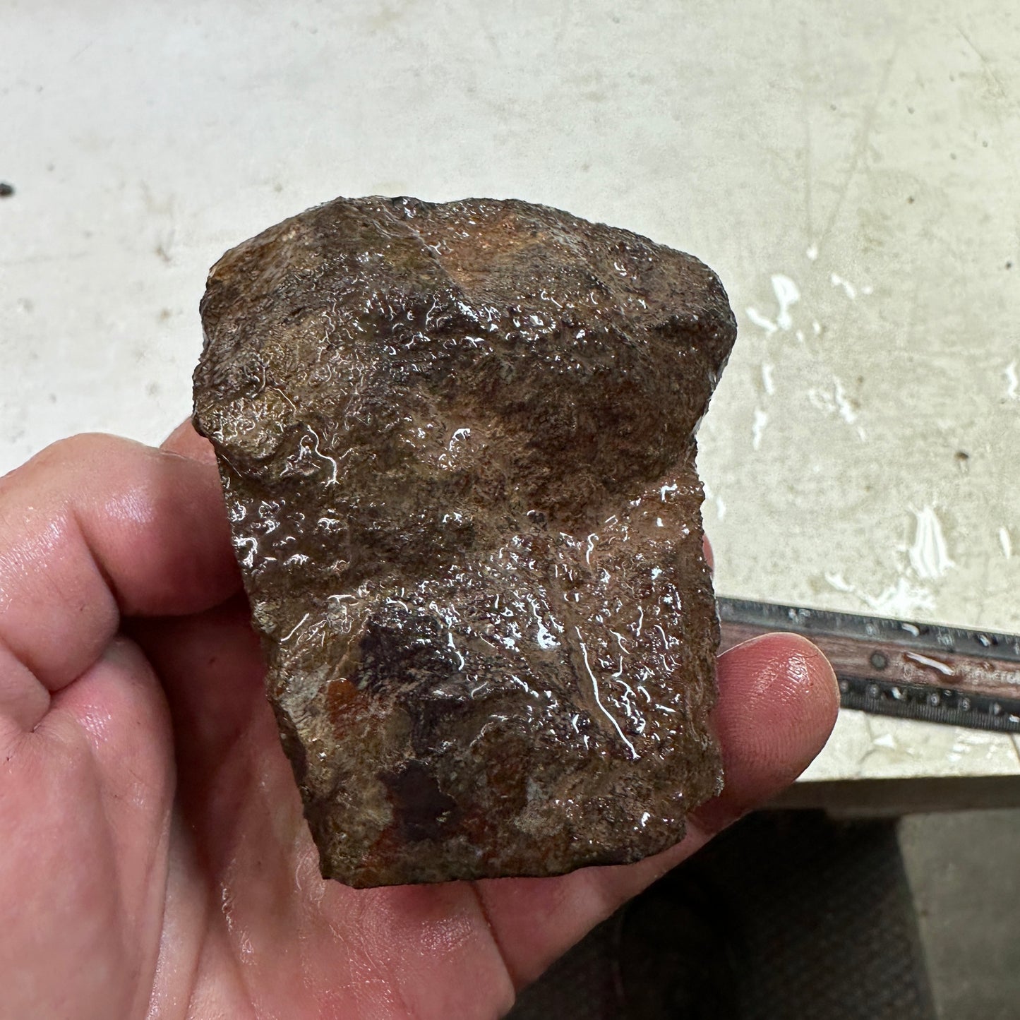 GEMBONE Dinosaur Bone Faced Rough - 0.83 Pounds