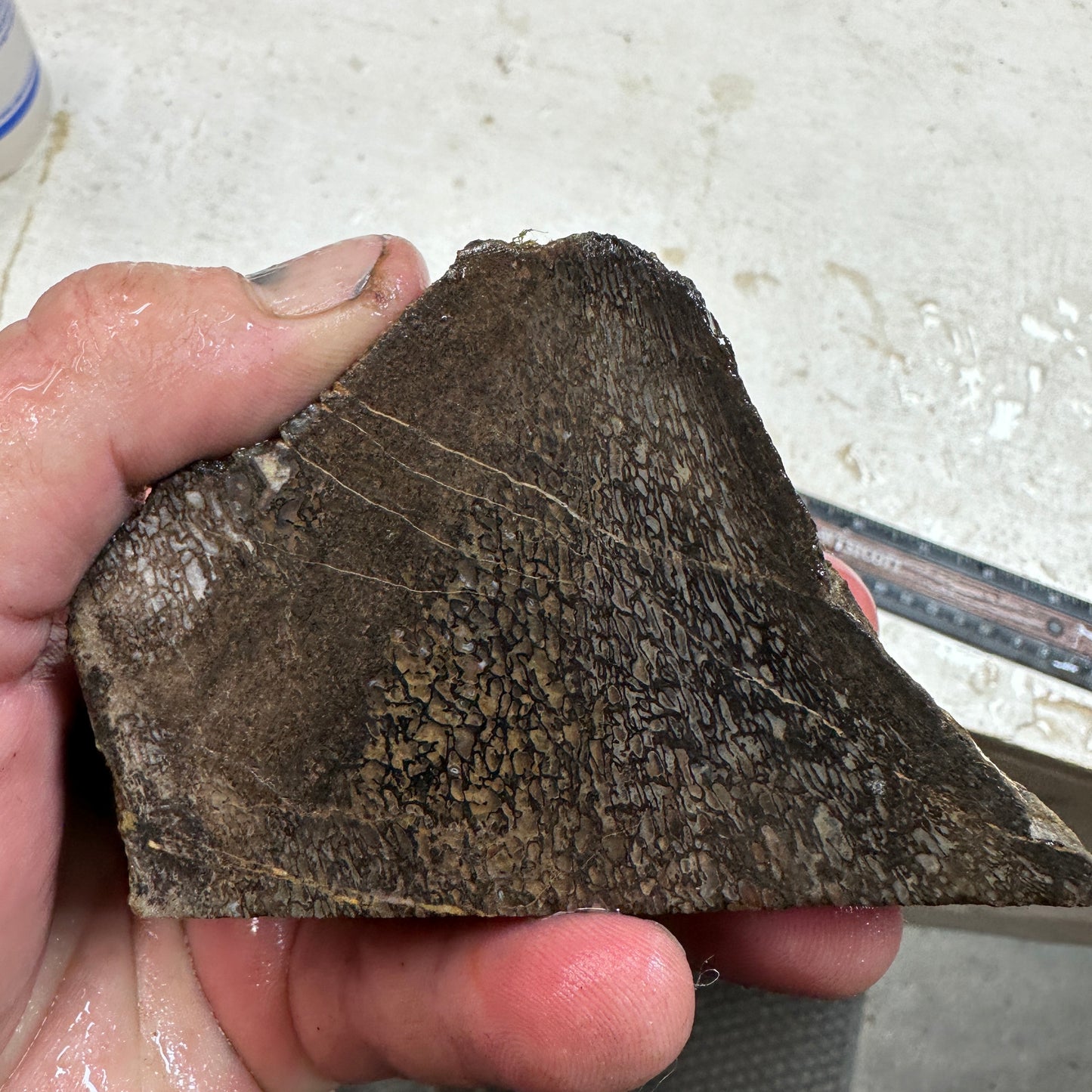 GEMBONE Dinosaur Bone Faced Rough - 1.05 Pounds