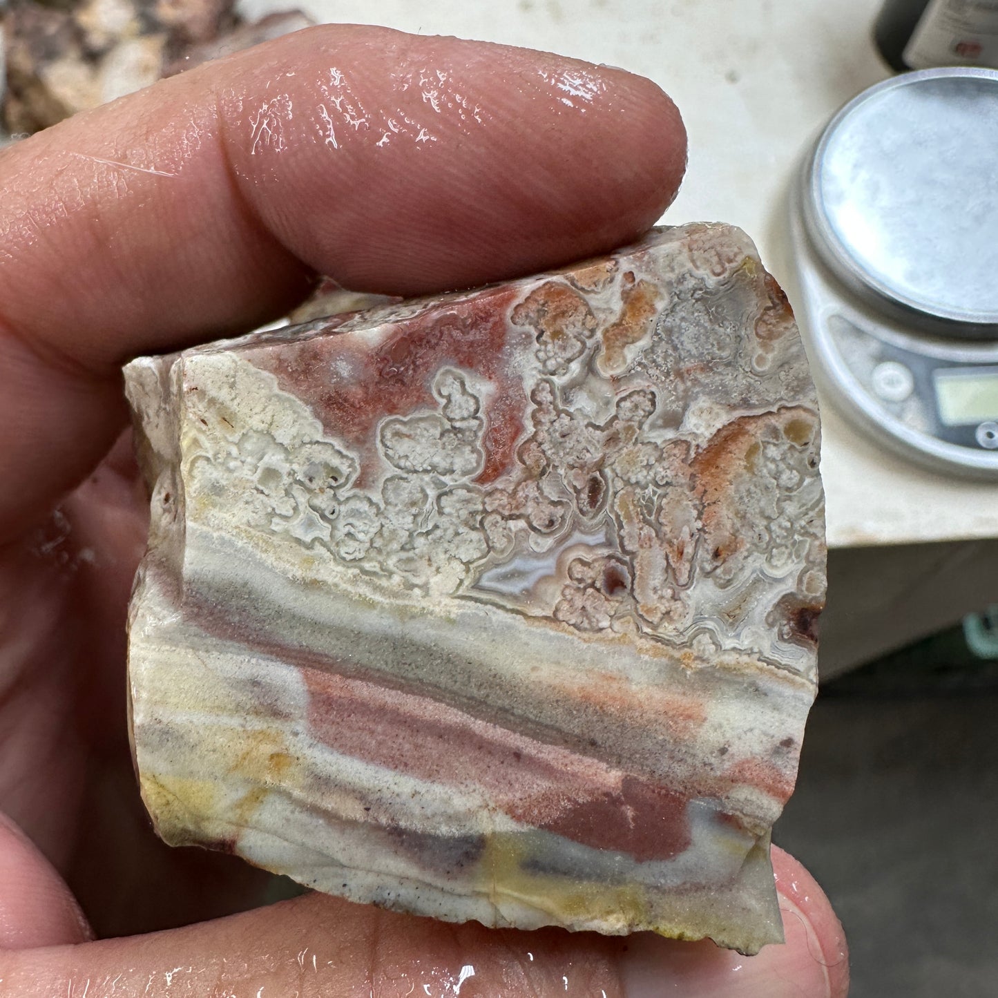 CRAZY LACE AGATE Rough - 0.61 pounds