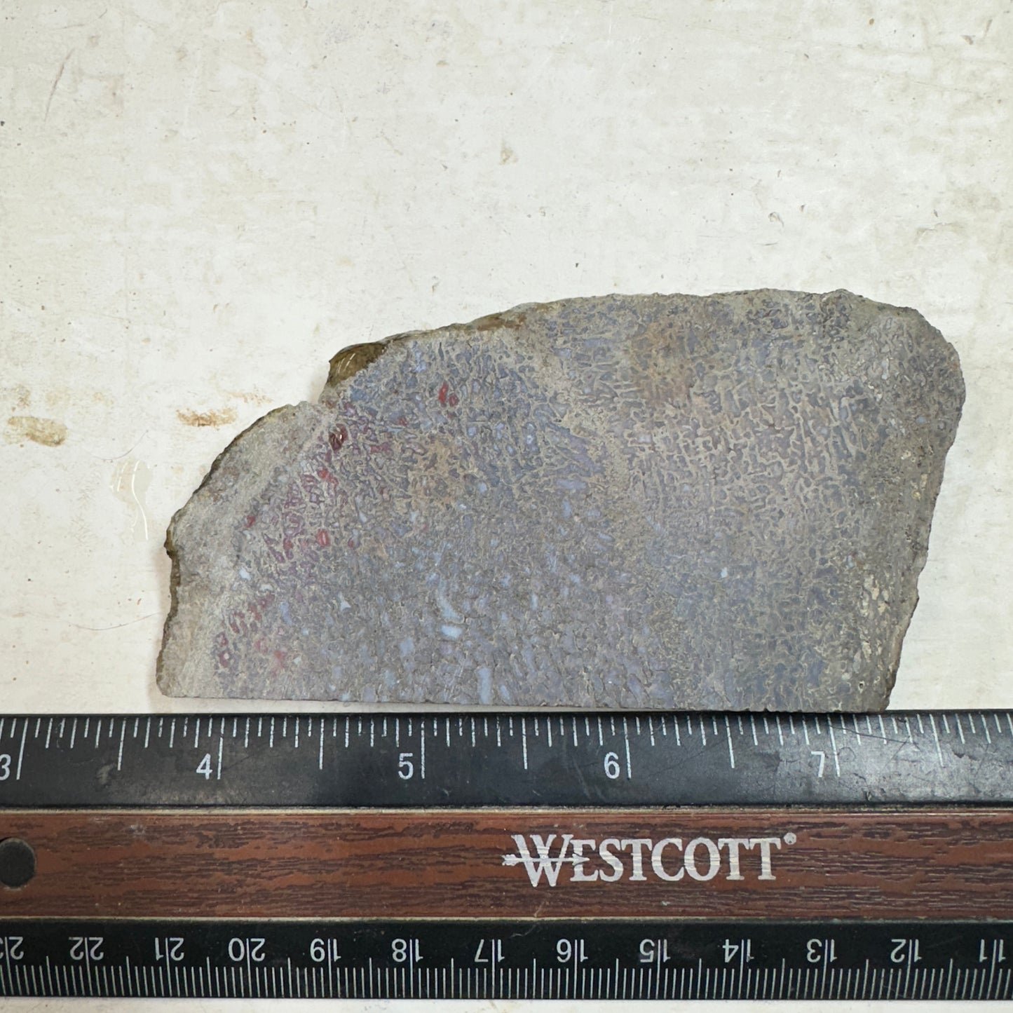 GEMBONE Dinosaur Bone Slab - 75 grams