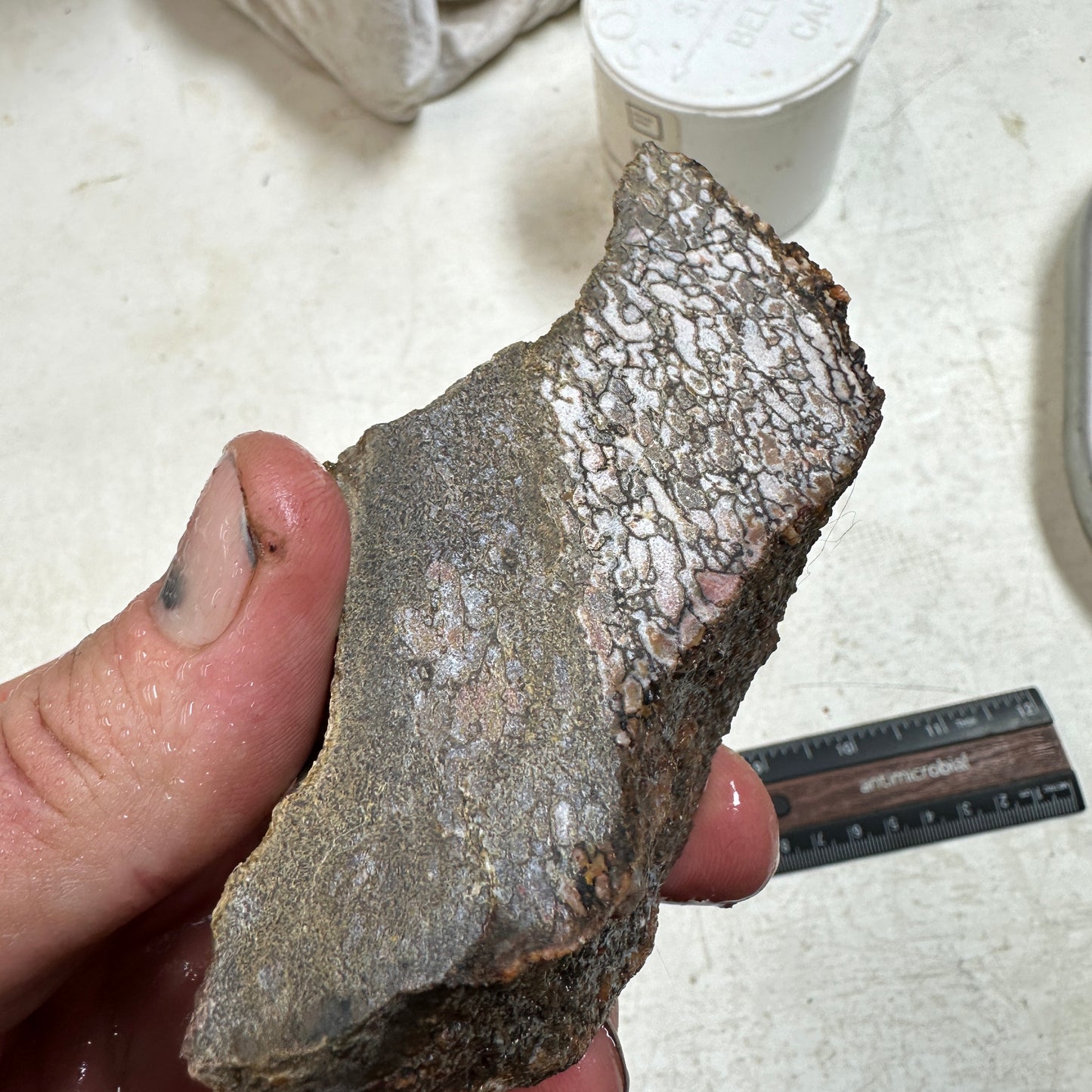 GEMBONE Dinosaur Bone Faced Rough - 0.78 Pounds