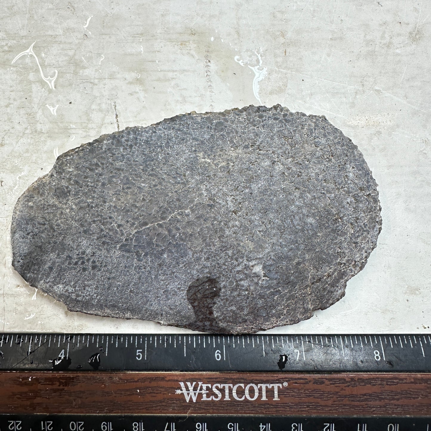 GEMBONE Dinosaur Bone Slab - 113 grams