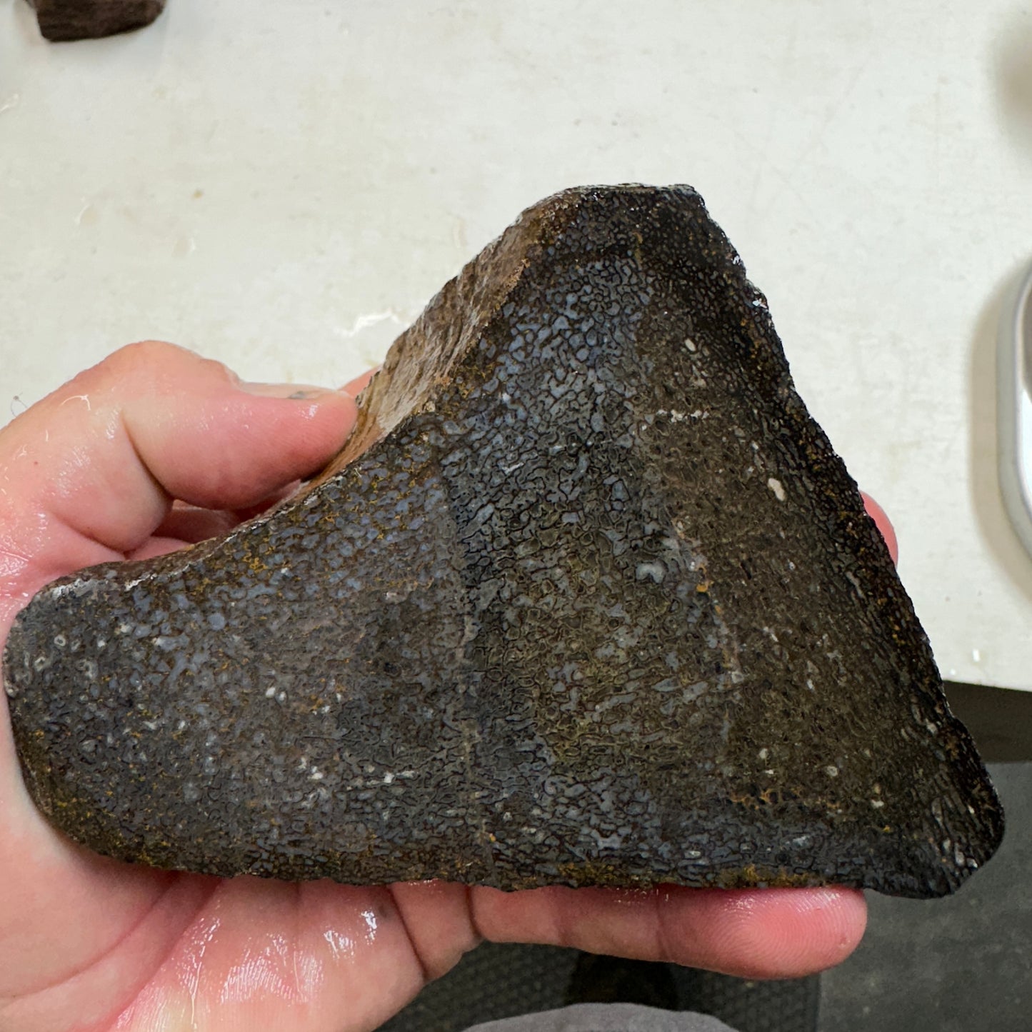 GEMBONE Dinosaur Bone Faced Rough - 24.2 ounces