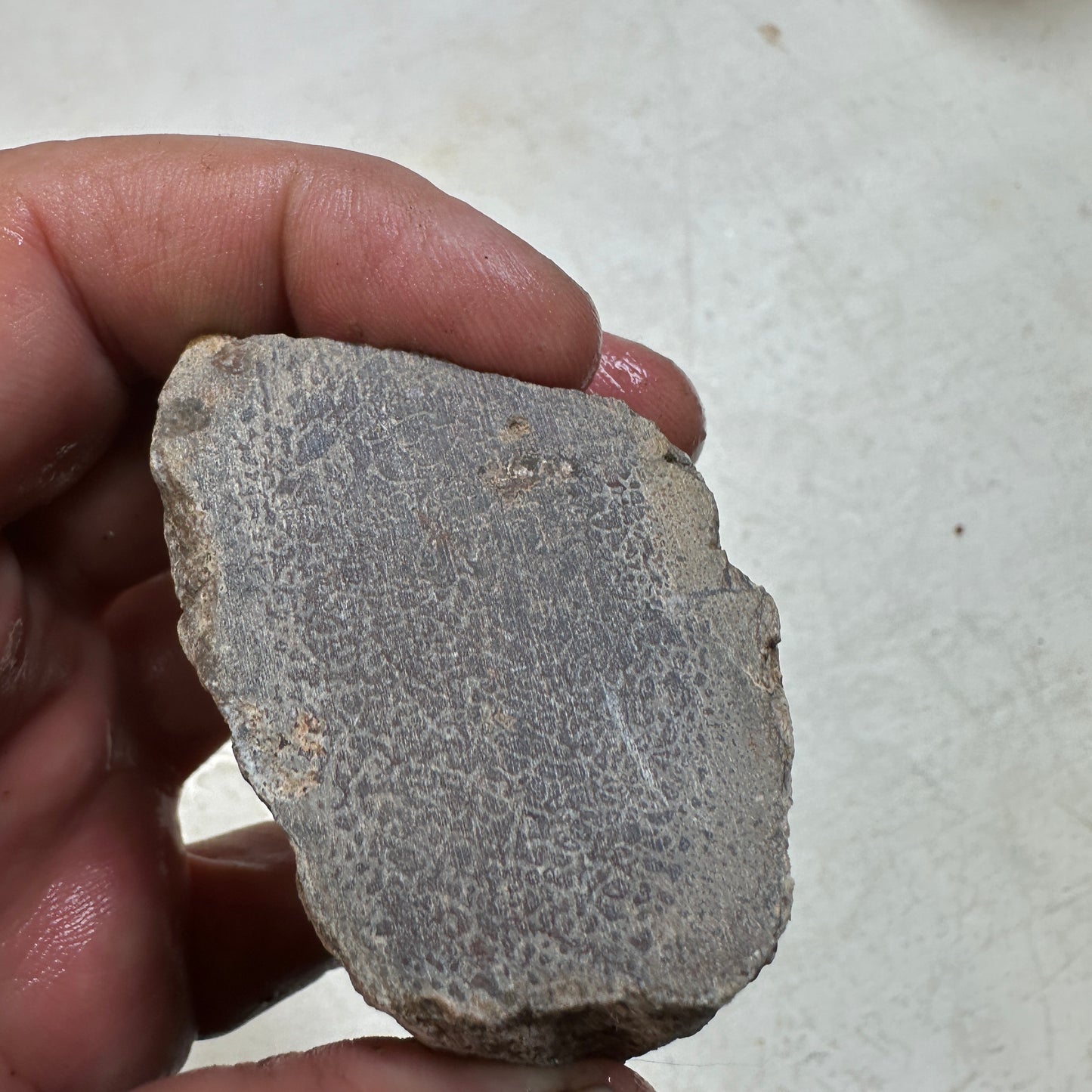 GEMBONE Dinosaur Bone Faced Rough - 0.98 Pounds